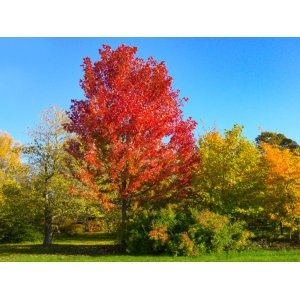 Javor freemanov (Acer Freemanii) JEFFERSRED ´AUTUMN BLAZE´® - výška 180-200 cm, C10L